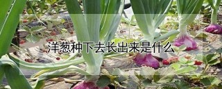 洋葱种下去长出来是什么,第1图