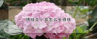 绣球花小苗怎么长得快,第1图