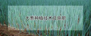 大葱种植技术及施肥,第1图