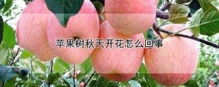 苹果树秋天开花怎么回事,第1图