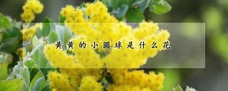 黄黄的小圆球是什么花,第1图