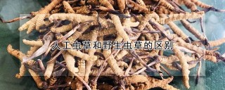 人工虫草和野生虫草的区别,第1图