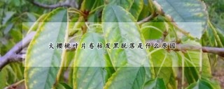 大樱桃叶片卷枯发黑脱落是什么原因,第1图