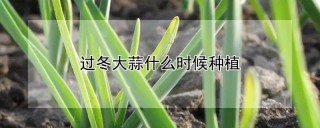 过冬大蒜什么时候种植,第1图