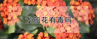 龙船花有毒吗,第1图