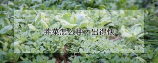 荠菜怎么种才出得快,第1图