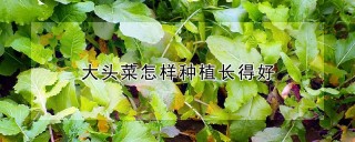 大头菜怎样种植长得好,第1图