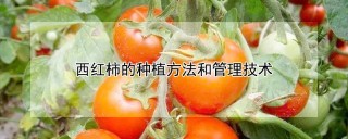 西红柿的种植方法和管理技术,第1图