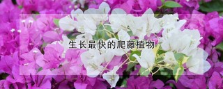 生长最快的爬藤植物,第1图