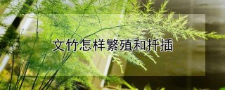 文竹怎样繁殖和扦插,第1图