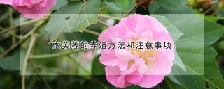 木芙蓉的养殖方法和注意事项,第1图