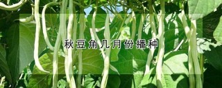 秋豆角几月份播种,第1图