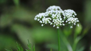 不同颜色满天星花语,第1图