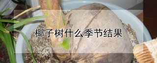 椰子树什么季节结果,第1图