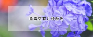 蓝雪花有几种颜色,第1图