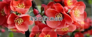 海棠花有几种品种,第1图