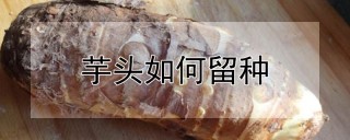 芋头如何留种,第1图