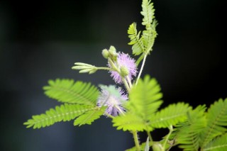 含羞草哪个部位有毒，植株内含有毒素会导致脱发,第5图