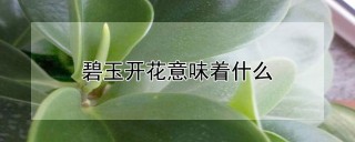 碧玉开花意味着什么,第1图