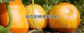 南瓜的种类和名称,第1图