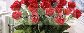 玫瑰花怎么插花瓶水养,第1图