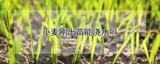 小麦刚出苗能浇水吗,第1图