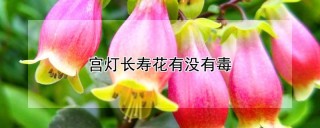 宫灯长寿花有没有毒,第1图