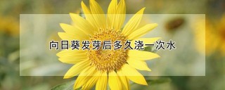 向日葵发芽后多久浇一次水,第1图