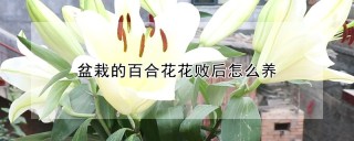 盆栽的百合花花败后怎么养,第1图