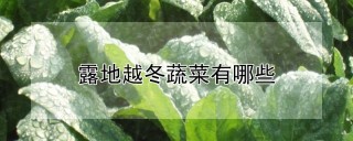 露地越冬蔬菜有哪些,第1图