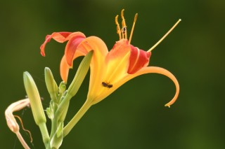 金针花和黄花菜一样吗,第3图