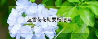 蓝雪花花期要施肥吗,第1图