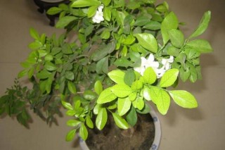 九里香花期多少，每年4月份开花（花期4个月）,第2图