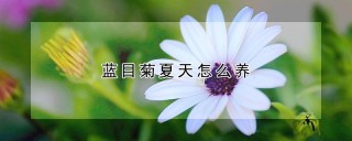 蓝目菊夏天怎么养,第1图