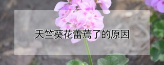 天竺葵花蕾蔫了的原因,第1图