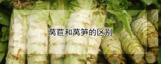 莴苣和莴笋的区别,第1图