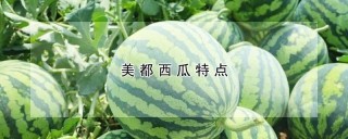 美都西瓜特点,第1图