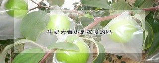 牛奶大青枣是嫁接的吗,第1图