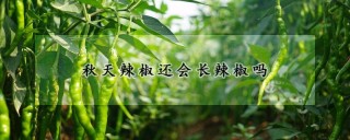 秋天辣椒还会长辣椒吗,第1图