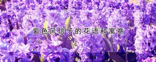 紫色风信子的花语和寓意,第1图