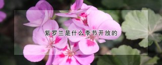 紫罗兰是什么季节开放的,第1图