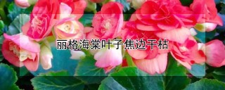 丽格海棠叶子焦边干枯,第1图