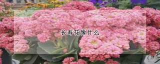 长寿花像什么,第1图