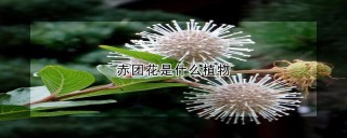 赤团花是什么植物,第1图