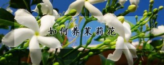 如何养茉莉花,第1图