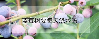 蓝莓树要每天浇水吗,第1图