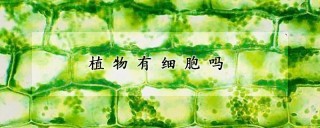 植物有细胞吗,第1图