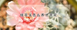 绯花玉怎么养才开花,第1图