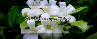 九里香老桩发芽要多久,第1图