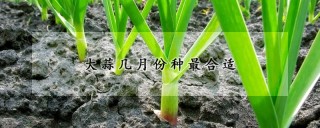 大蒜几月份种最合适,第1图